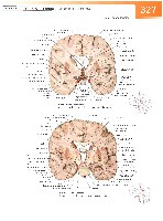 Sobotta Atlas of Human Anatomy  Head,Neck,Upper Limb Volume1 2006, page 334